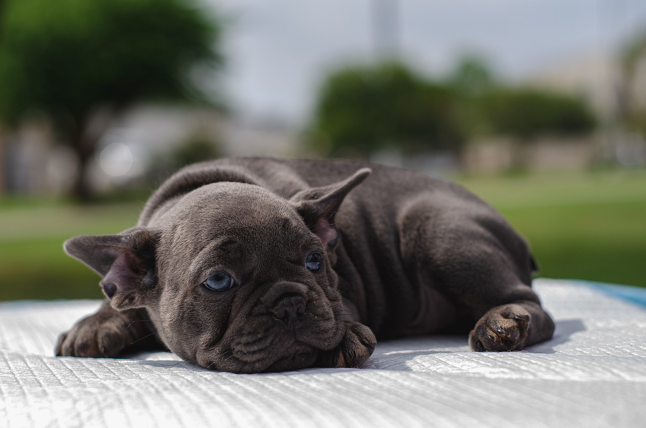 How to Identify Dog Breeds by Their Coat Color and Patterns